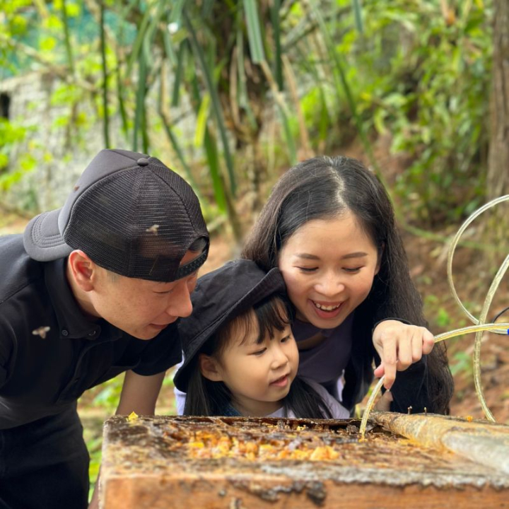 Stingless Bee Honey Harvesting